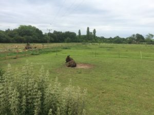 Brown donkey at Millennium Farm Trust