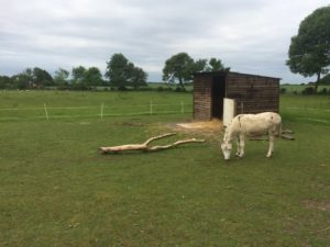 Donkey at Millennium Farm Trust